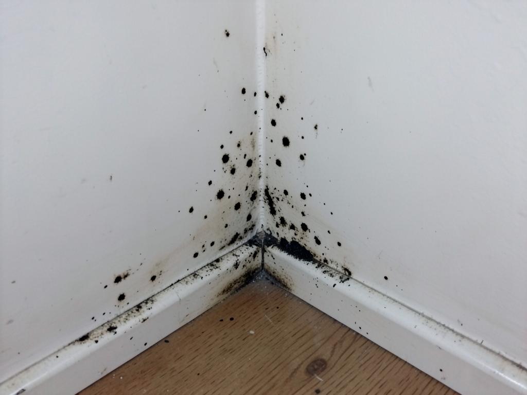 Bedroom closet corner with mold along the baseboards and drywall